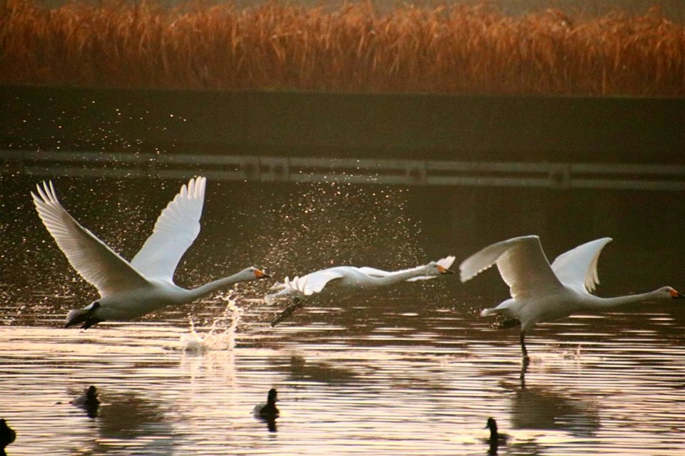 冬に訪れる白鳥の群れ（十二町潟水郷公園）
